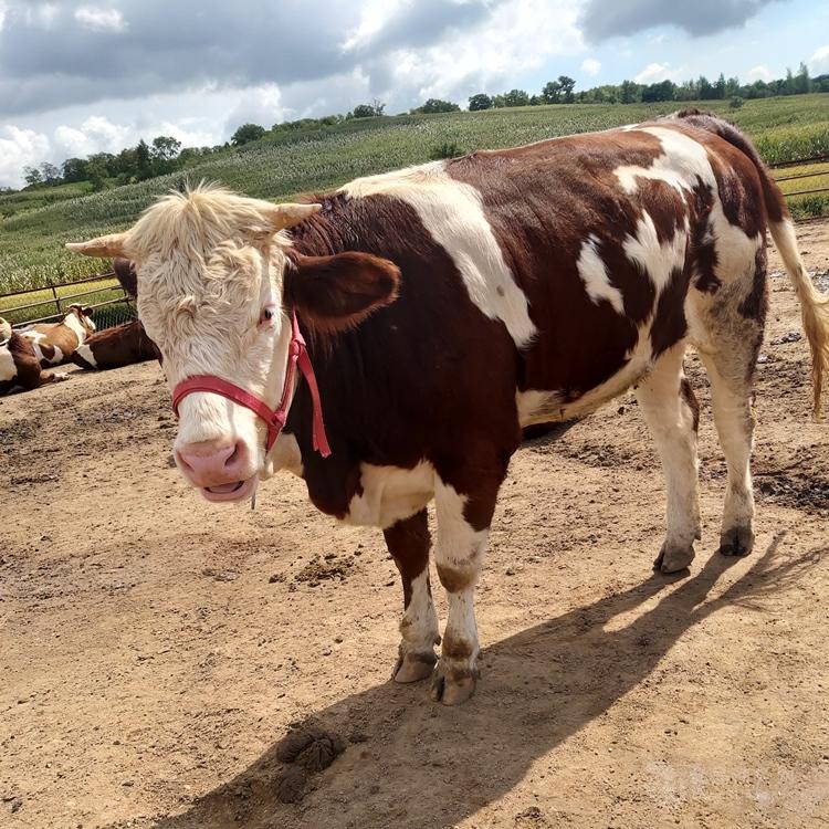 6个月西门塔尔牛出售价格吉林养牛基地紫红花西门塔尔牛
