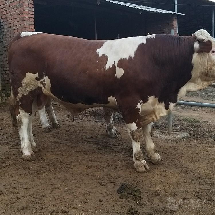 西门塔尔牛犊小母牛价格2020年牛犊的价格要红白花的