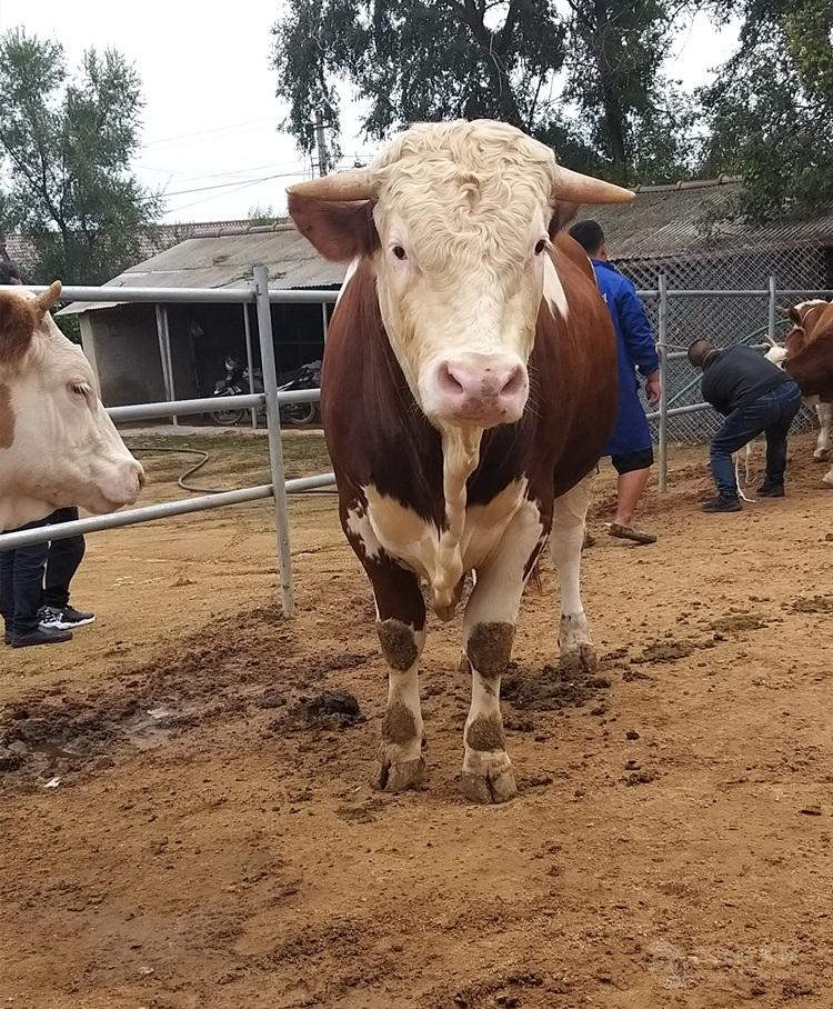 500斤西门塔尔四代牛犊子价格吉林养牛基地出售