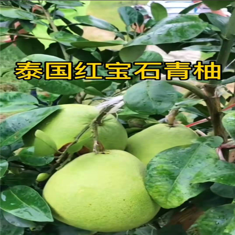 红宝石青柚苗直销售卖点福建平和县