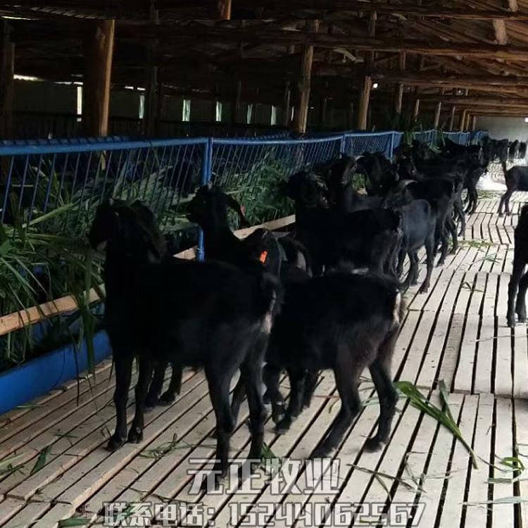 曲靖黑山羊母羊苗价格