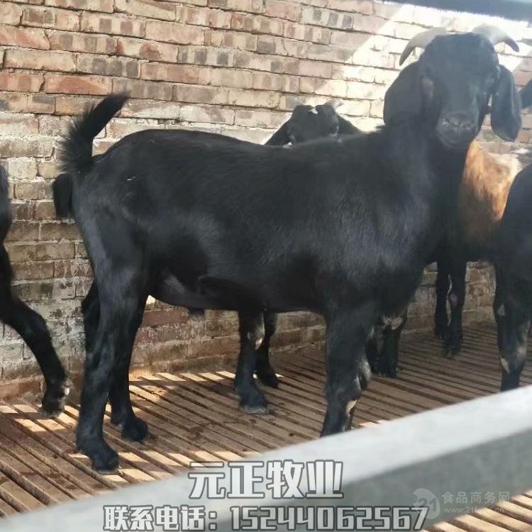 漯河肉羊品种排名