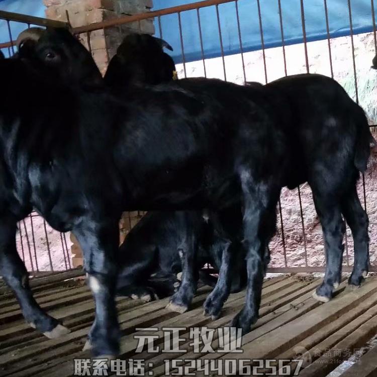夏洛莱牛,三元牛犊,鲁西黄牛,波尔山羊,小尾寒羊,美国白山羊,黑山羊