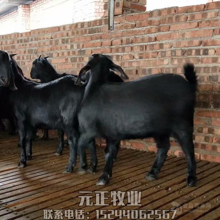 夏洛莱牛,三元牛犊,鲁西黄牛,波尔山羊,小尾寒羊,美国白山羊,黑山羊