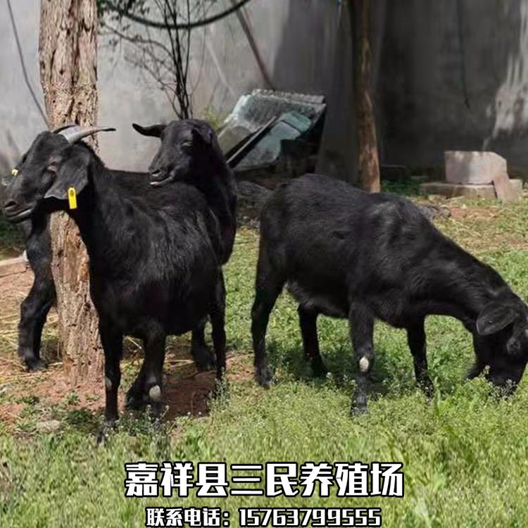 山东三民牧业常年供应:肉牛,肉驴,波尔山羊,小尾寒羊,杜泊绵羊,鲁西