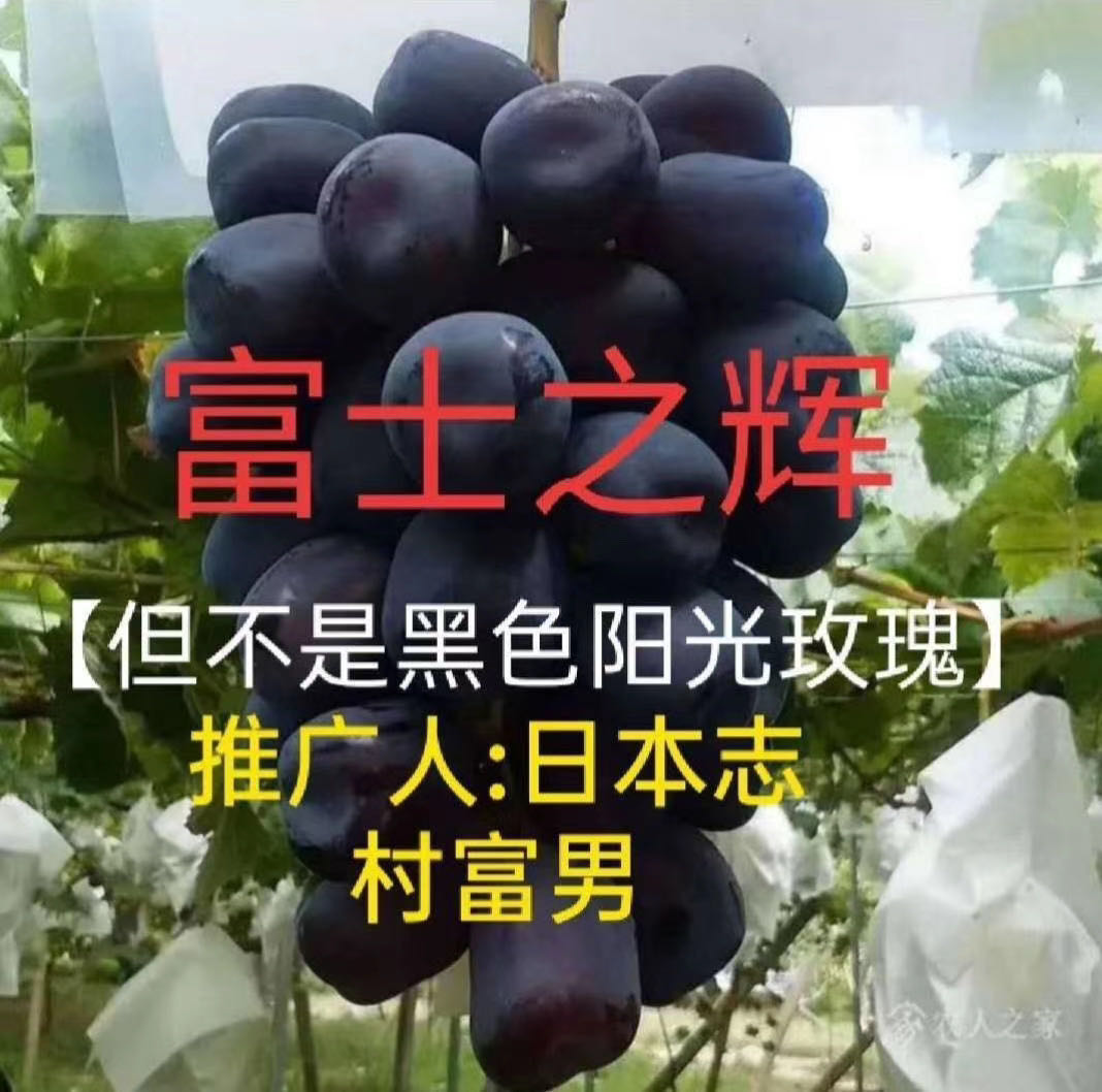 富士之辉葡萄苗价格