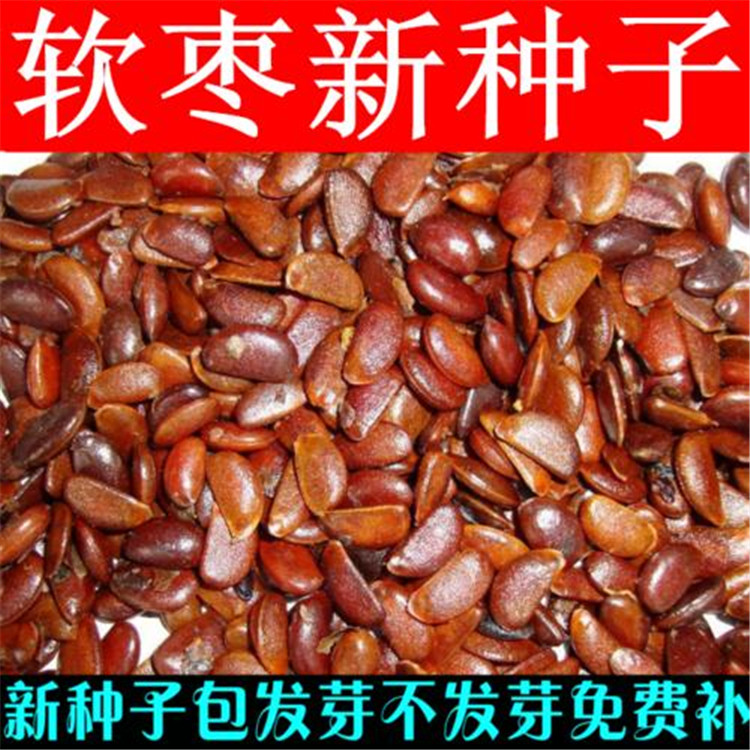 嫁接柿子种子软枣种子黑枣种子君迁子种子市场格