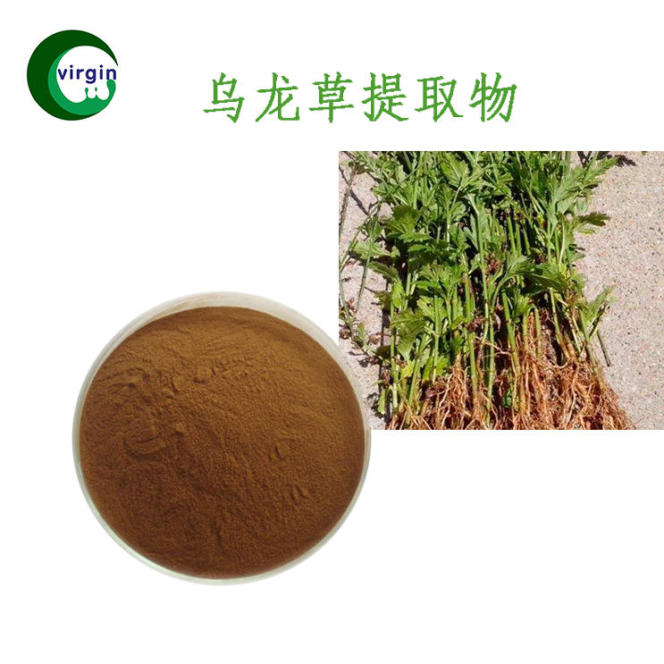 西安维珍生物新疆乌龙草提取物301乌龙草粉量大优惠