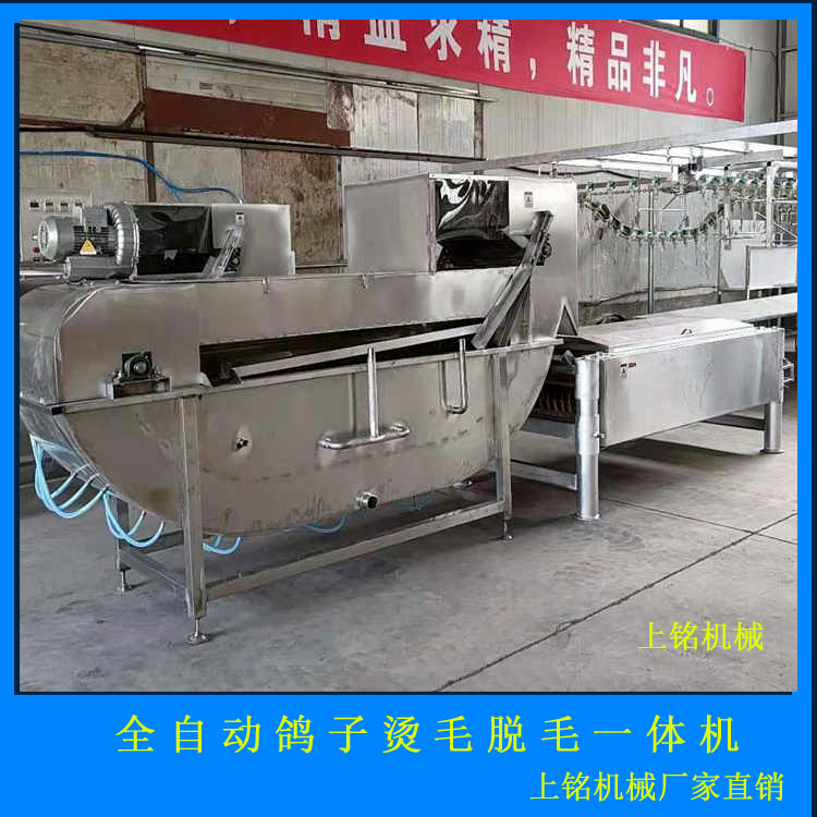 全自动鸽子烫毛脱毛成套设备 鸽子拔毛机设备
