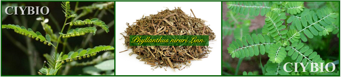 珠子草提取物10:1 phyllanthus extract 蛇仔草提取物