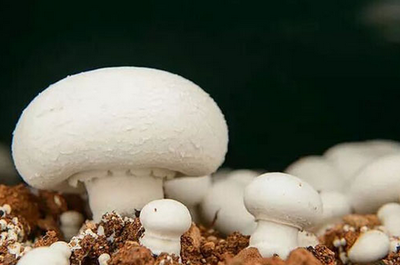 双孢菇多糖洋蘑菇多糖白蘑菇多糖价格
