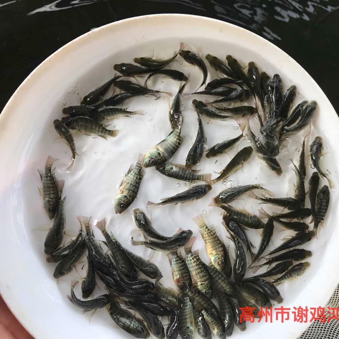 麦鲮鱼苗水花麦鲮鱼苗格土鲮鱼苗格价格