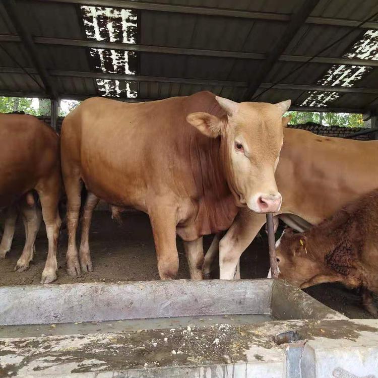 山西西门塔尔肉牛养殖基地