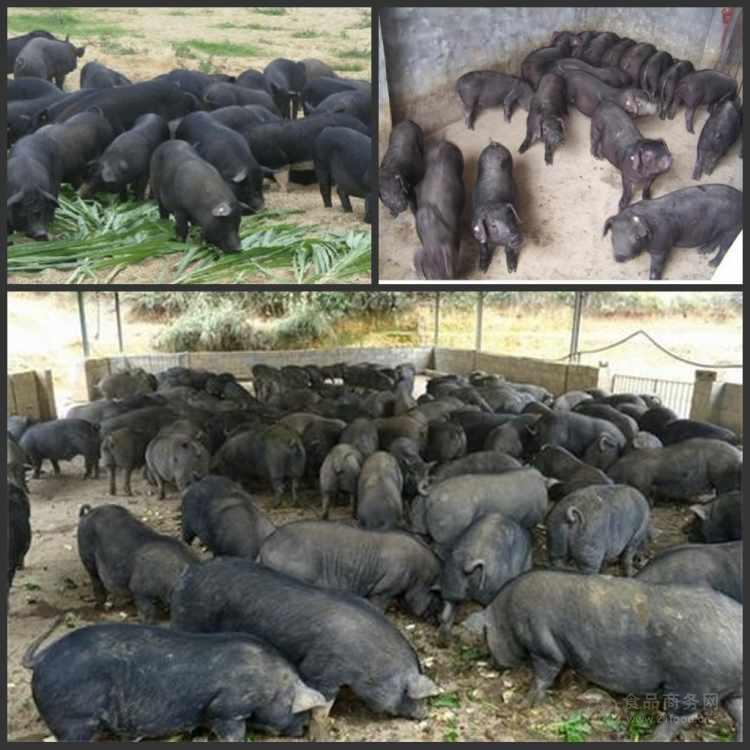 云南楚雄高产黑猪苗繁育基地二元母猪崽报价