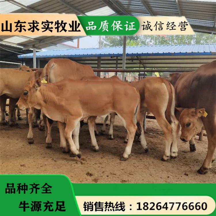 活小牛犊出售活苗鲁西黄牛大型种牛活体西门塔尔牛利木赞养殖技术价格