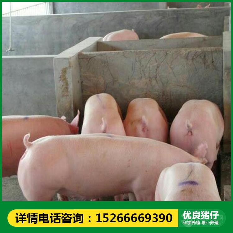山东仔猪价格 长白仔猪价格