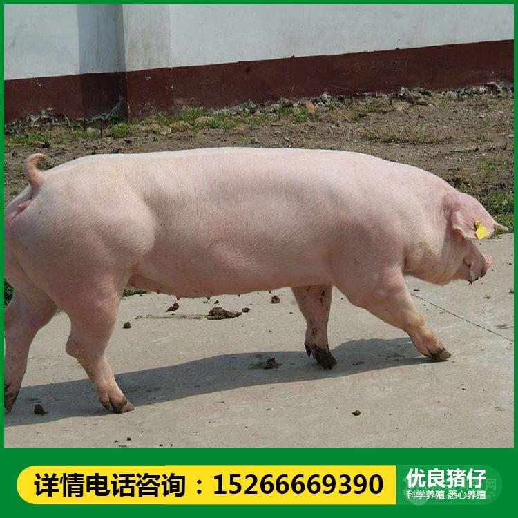 长白猪养殖大白猪
