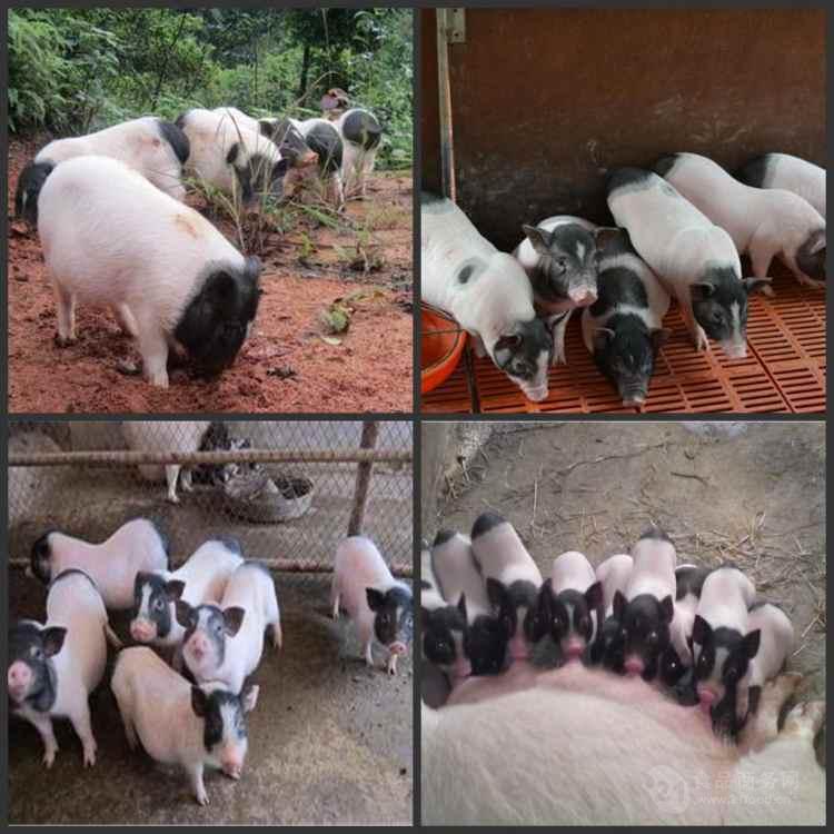 供应纯种二元母猪纯种养殖基地瘦肉型母猪仔贵州黔南