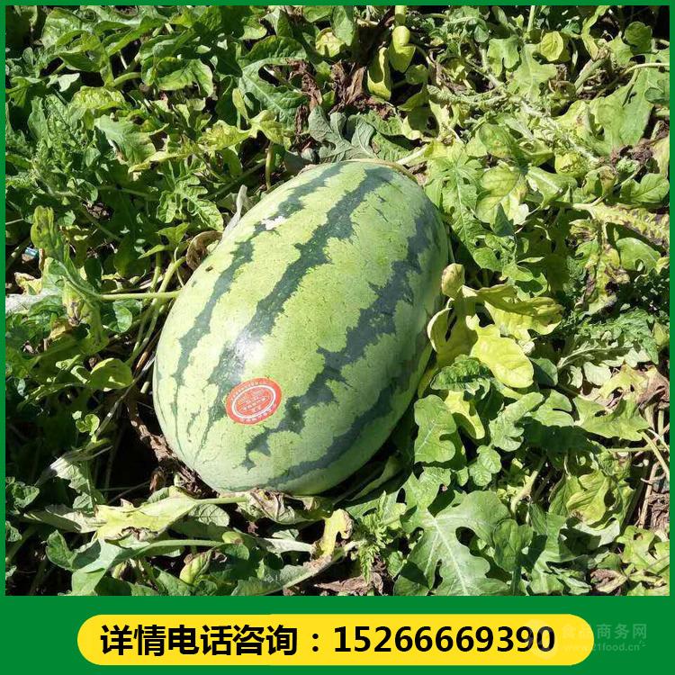大花皮西瓜产地价格暖室大棚西瓜格