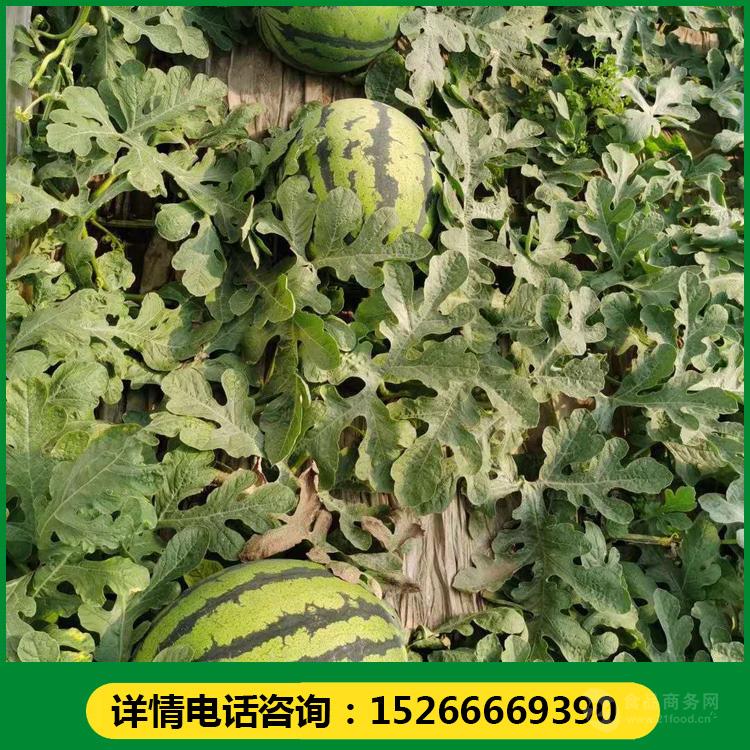 7元原产地中国  山东临沂口味口感脆甜单果重7-15品种花皮西瓜西瓜