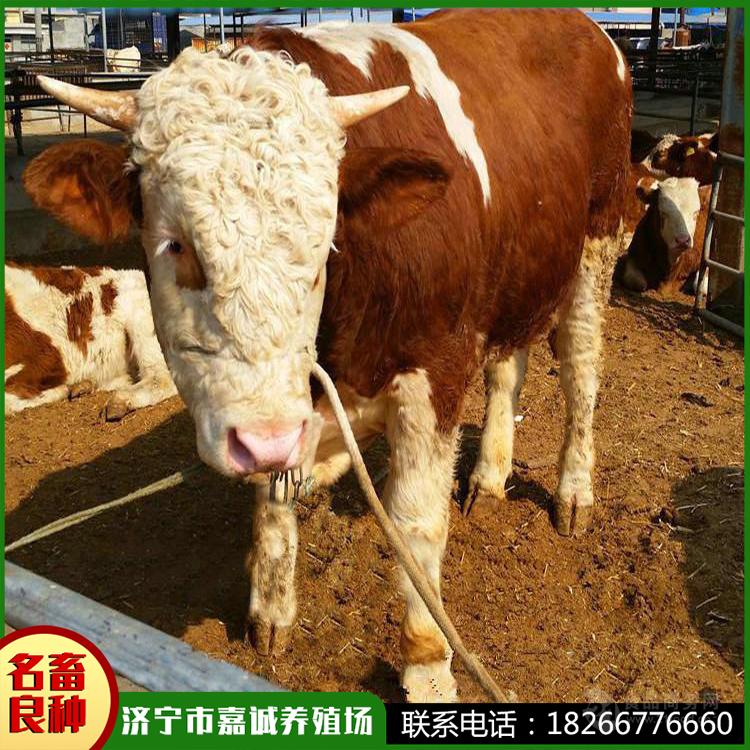 宁夏肉牛犊繁殖场