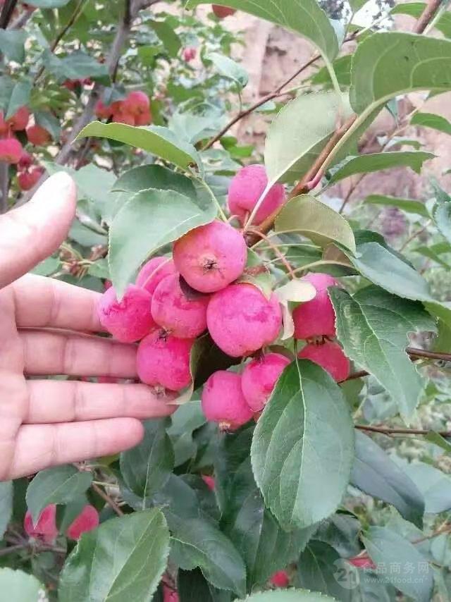 海棠花提取物海棠果花濃縮粉海棠果提取物海棠果粉濃縮汁