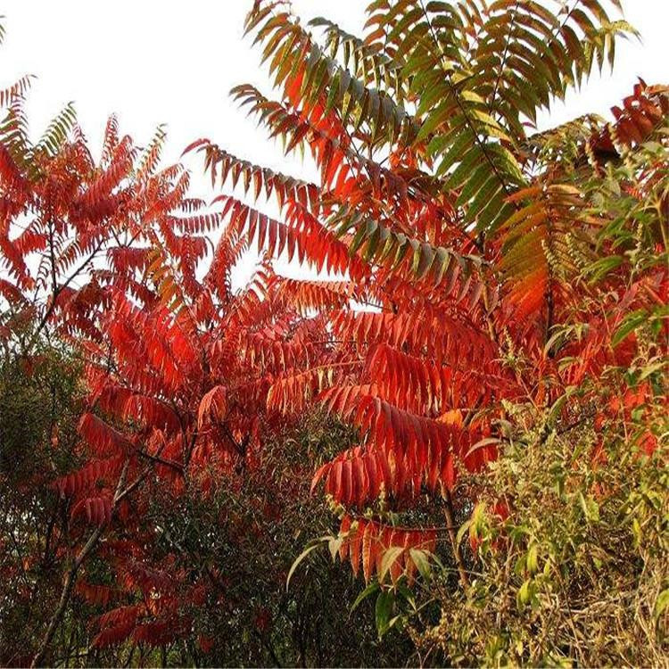 火炬樹苗種子價格(火炬種子種植技術)產地格