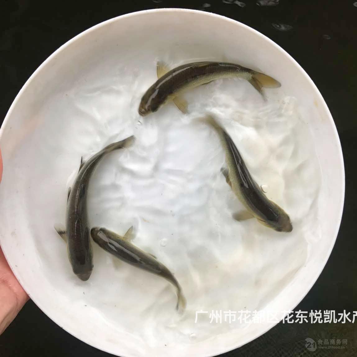 黑鯇魚苗批發四大家魚苗出售螺絲青魚苗批發