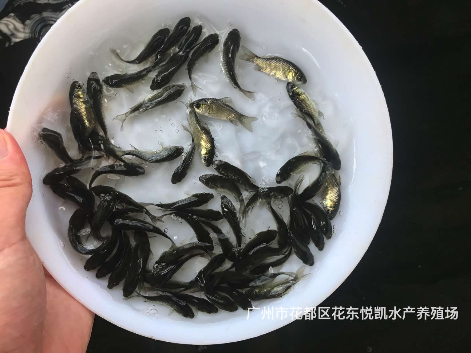 歐洲丁桂魚苗批發丁歲魚苗批發雜交丁桂魚苗出售