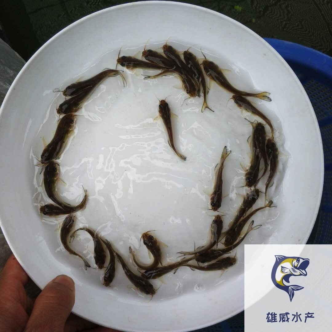 鉗魚苗大量出售叉尾鮰魚苗出售叉尾魚苗批發