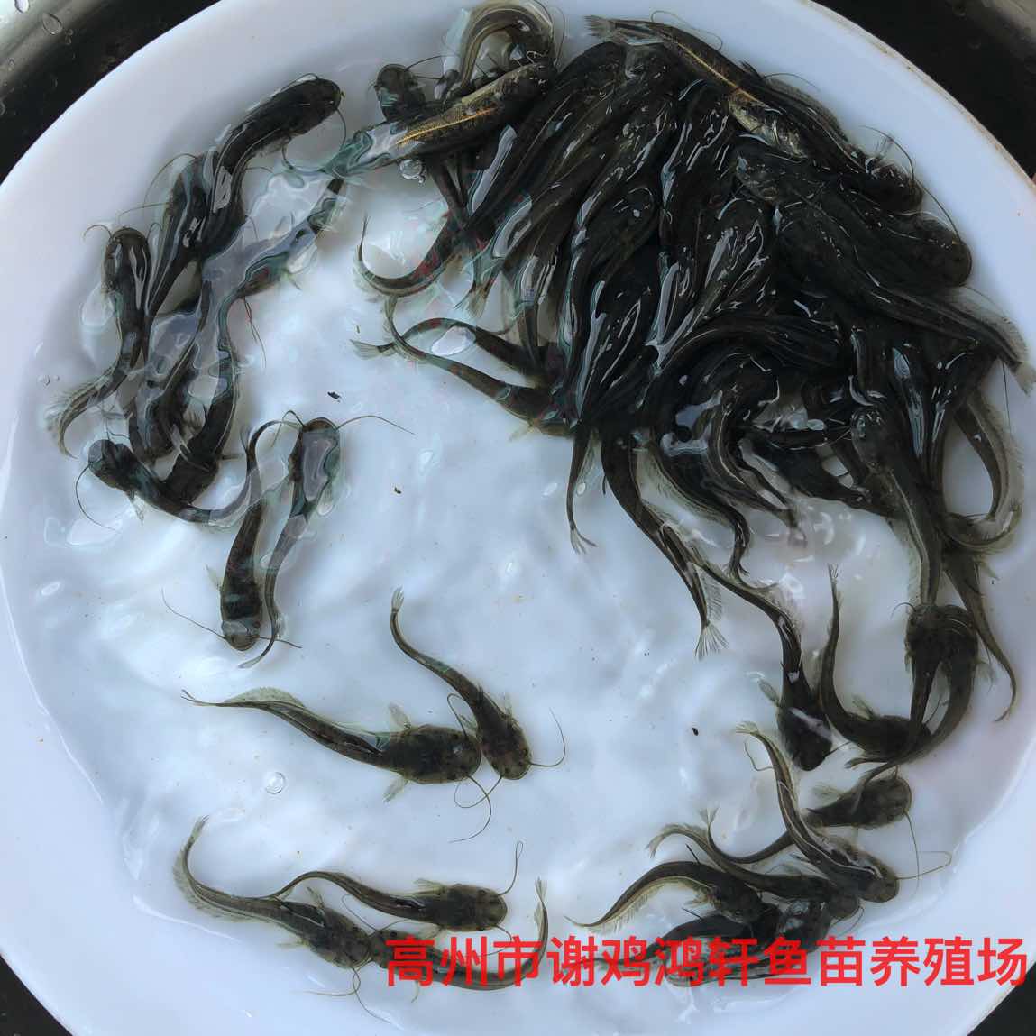 雜交南方大口鯰魚苗大口鯰魚苗養殖技術雜交鯰魚苗養殖場