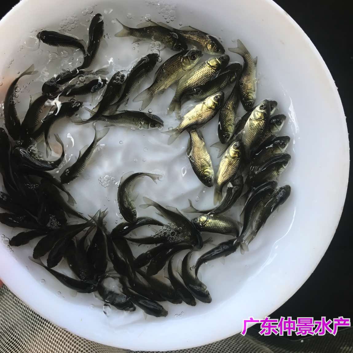 鯪魚苗麥鯪魚苗土鯪魚苗格