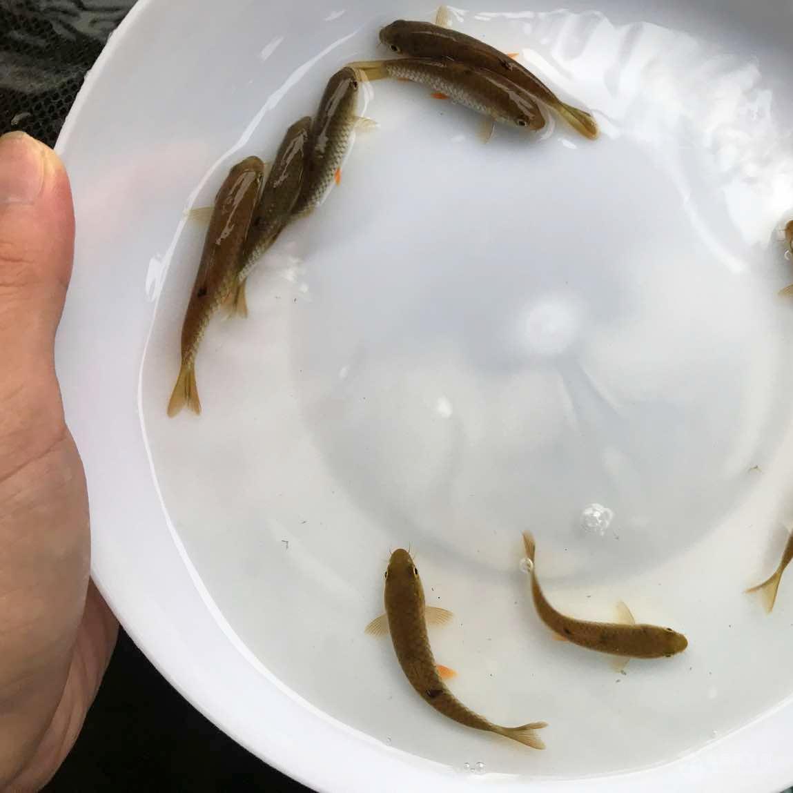 桂花鱼饲料鱼出售麦鲮鱼苗水花苗土鲮鱼苗水花苗