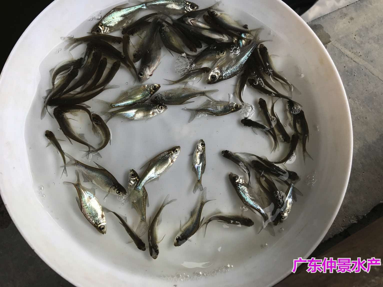 銀雪魚苗養殖基地淡水銀鱈魚苗出售淡水銀鱈魚苗出售