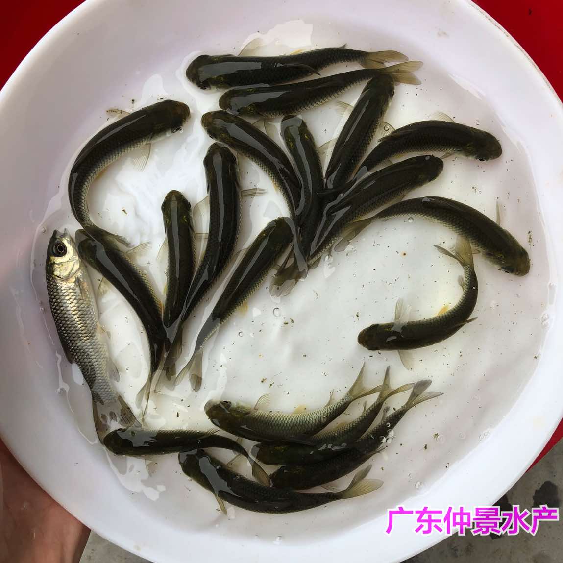 糤۲*