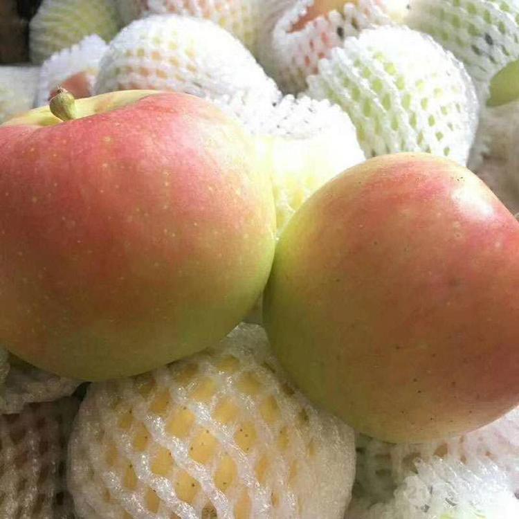 今年紅富士蘋果價(jià)格 一噸蘋果放冷庫成本