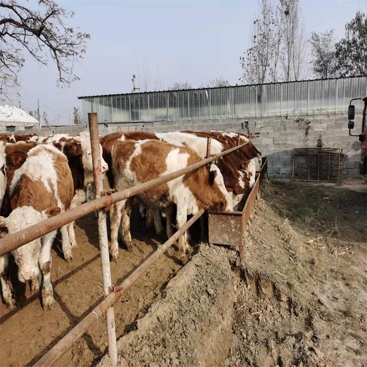 架子牛和大批飼草飼料的購入,肥