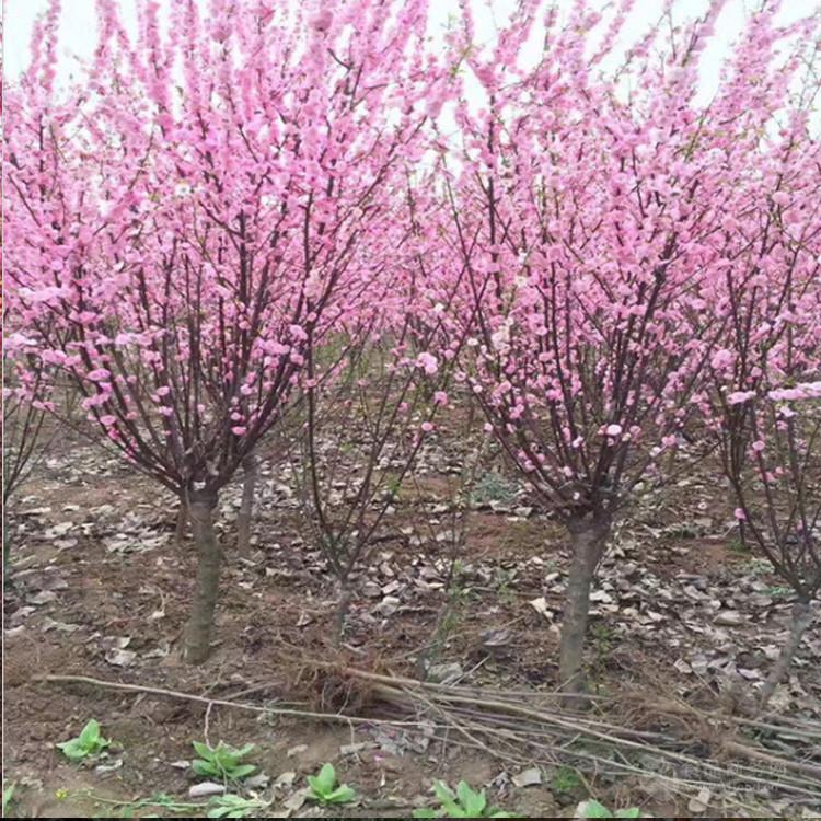 上海 5公分榆葉梅價格 菏澤榆葉梅基地