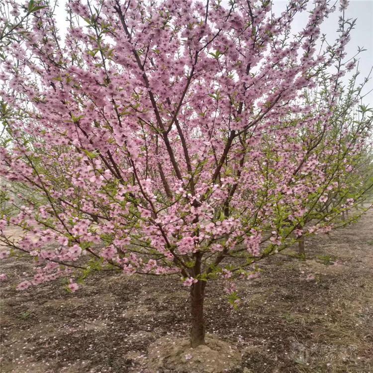 上海 5公分榆葉梅價格 菏澤榆葉梅基地