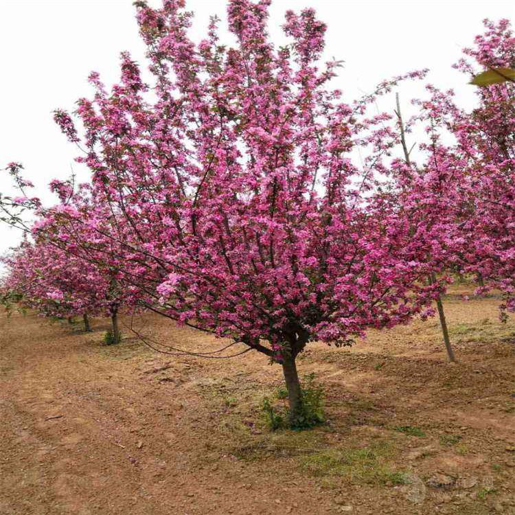 上海 5公分榆葉梅價格 菏澤榆葉梅基地