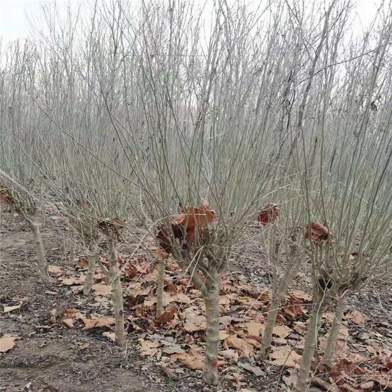 5公分木槿價格 4公分木槿價格 山東木槿價格