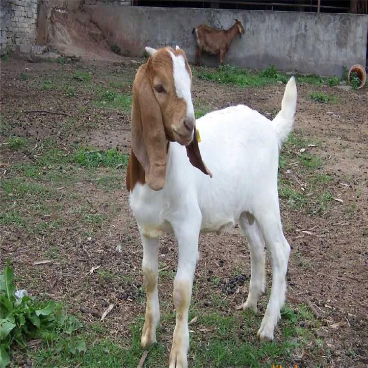 5,適時配種和輸精 飼養管理編輯 種公羊的飼養管理 南非波爾山羊的