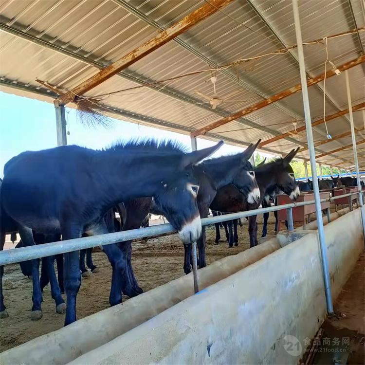 河北肉LV养殖场 河北有哪些正规养肉狗基地