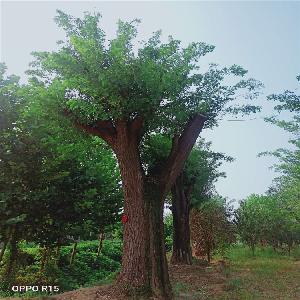 菏泽40公分国槐树价格 万亩基地自售 质量保证