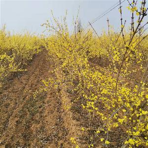山西1年0.3公分/2年0.5公分/3年1公分药用连翘苗 产地批发