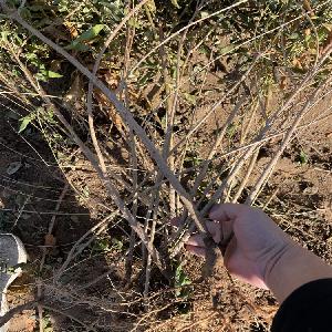 山西产地（青翘苗+连翘苗+高产连翘树）1-2-3年药用连翘苗