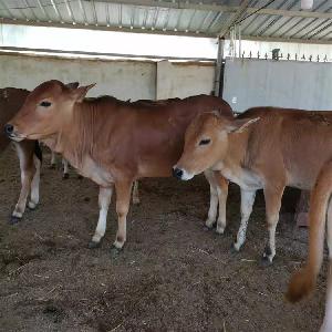 肉牛犊小黄牛犊养殖成本大型改良黄牛繁育种牛场