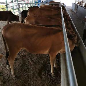 肉牛犊300斤小黄牛犊市场价格表大型鲁西黄牛种牛养殖基地