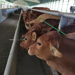 肉牛犊4个月小黄牛种苗市场价格大型鲁西黄牛种牛苗养殖场