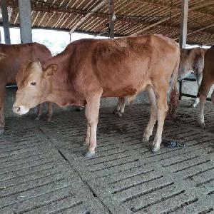 肉牛犊纯种小黄牛犊市场价格大型纯种改良黄牛种牛养殖基地批发